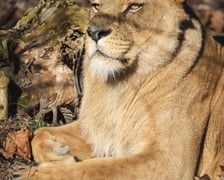 Lwica Okavango na wybiegu w zoo