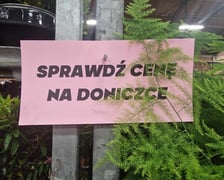 Festiwal roślin doniczkowych w Czasoprzestrzeni na Wielkiej Wyspie