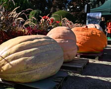 XX Dolnośląski Festiwal Dyni w Ogrodzie Botanicznym UWr.