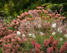 Arboretum Wojsławice