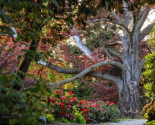 Buk "Serce Ogrodu" w Arboretum Wojsławice, który został Drzewem Roku 2023