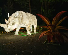 Garden of Lights - Ogród Świateł - wystawa "Dzika Afryka"