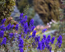 Jesień w Ogrodzie Botanicznym we Wrocławiu