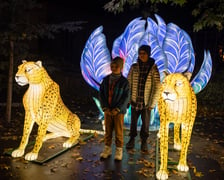 Garden of Lighst - Ogród Świateł - wystawa "Dzika Afryka" w zoo