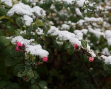 Śnieg w Parku Południowym