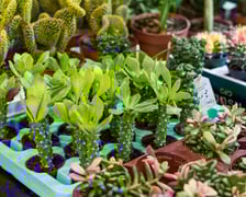 Targi Kupuj Świadomie - poprzednie edycje