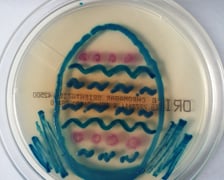 <p>Prace wykonane bakteriami</p>