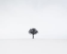 Zimowy krajobraz z drzewem. Michał Sadowski często stawia na minimalizm w fotografii
