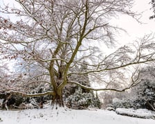 <p>Zdjęcie buka "Serce Ogrodu" w Arboretum Wojnowice Uniwersytetu Wrocławskiego</p>
