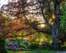 <p>Zdjęcie buka "Serce Ogrodu" w Arboretum Wojnowice Uniwersytetu Wrocławskiego</p>
