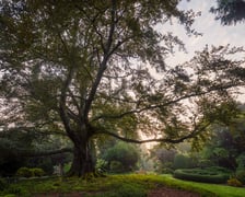 <p>Zdjęcie buka "Serce Ogrodu" w Arboretum Wojnowice Uniwersytetu Wrocławskiego</p>