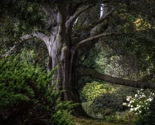 <p>Zdjęcie buka "Serce Ogrodu" w Arboretum Wojnowice Uniwersytetu Wrocławskiego</p>
