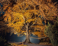 <p>Zdjęcie buka "Serce Ogrodu" w Arboretum Wojnowice Uniwersytetu Wrocławskiego</p>