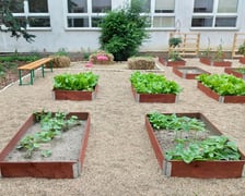 <p>Ogr&oacute;dek warzywny w szkole przy ul. Szkockiej</p>