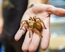 <p>ZooEgzotyka Wrocław w Hali Orbita zebrała w niedzielę 18 lutego tłumy odwiedzających</p>