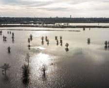 Woda z Widawy stojąca na niezabudowanych terenach we Wrocławiu (18 lutego 2024)