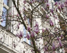 Wiosna we Wrocławiu