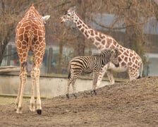 <p><strong> W ZOO Wrocław mieszka ponad 1000 gatunków zwierząt.</strong><span>&nbsp;</span><span>Podczas zwiedzania warto wejść do Afrykarium, Papugarni i Małpiarni. </span></p> <p><a href="htps://www.wroclaw.pl/dla-mieszkanca/co-na-wiosne-we-wroclawiu">Zobacz, co jeszcze robić wiosną we Wrocławiu!</a></p>