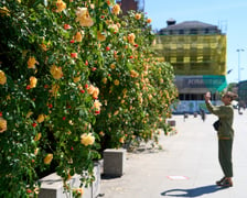 Kwitnące róże przy Pałacu Królewskim we Wrocławiu