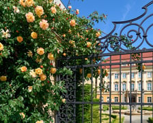 Kwitnące róże przy Pałacu Królewskim we Wrocławiu