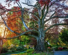 <p>Słynny buk pospolity z Arboretum Wojsławice&nbsp;</p>