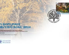 <p>Koperta z bukiem pospolitym z Wojsławic, kt&oacute;ry jest Europejskim Drzewem Roku 2024</p>
