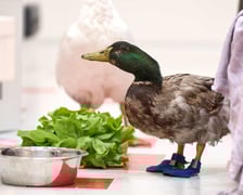 Poczytajki w Bibliotece Grafit przy Namysłowskiej