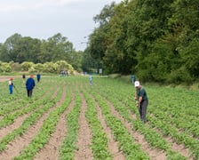 Farma Miejska z eko warzywami dla najmłodszych wrocławian