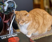 <p>Antykwariat naukowy przy ul. Szewskiej</p>
