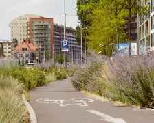 Ozdobne trawy i kwiaty rosnące wokół ścieżki rowerowej na ul. Legnickiej