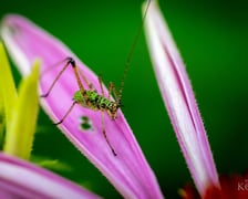 Mieszkańcy łąk i ogrodów Dolnego Śląska. Makrofotografia Marcina Kopija
