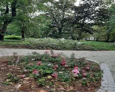 <p>Park Tadeusza R&oacute;żewicza</p>