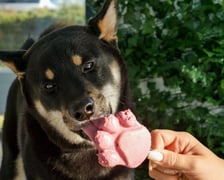 <p>Psy w kawiarni Cake Dogs</p>