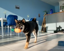 <p>Psy w kawiarni Cake Dogs</p>