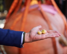 Festiwal Dyni w Ogrodzie Botanicznym 2022