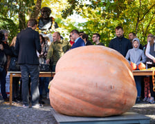 Festiwal Dyni w Ogrodzie Botanicznym 2022