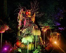 Dyniowe, wieczorne iluminacje w Ogrodzie Botanicznym