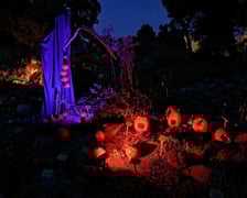 Dyniowe, wieczorne iluminacje w Ogrodzie Botanicznym
