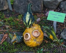 Dyniowe iluminacje w Ogrodzie Botanicznym we Wrocławiu