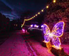 <p>Iluminacja z motylem. Ogrody Światła w Palmiarni w Wałbrzychu</p>