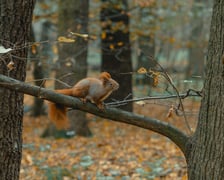 Park Zachodni we Wrocławiu