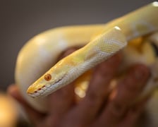 Targi terrarystyczne na Tarczyński Arenie (8 grudnia 2024 roku)