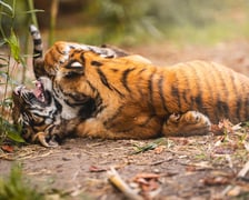 <p>Tygryski z zoo Wrocław bawią się na wybiegu. Przyszły na świat w lipcu</p>