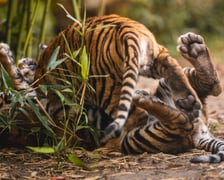 <p>Tygryski z zoo Wrocław mają duży temperament. Maluchy brykają na wybiegu.&nbsp;</p>