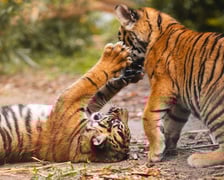 Tygryski z zoo Wrocław. Maluchy na wybiegu