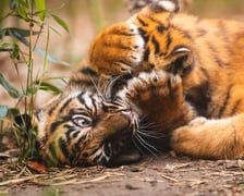 Tygryski z zoo Wrocław. Maluchy na wybiegu