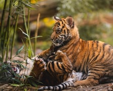 <p>Tygryski z zoo Wrocław rosną jak na drożdżach</p>