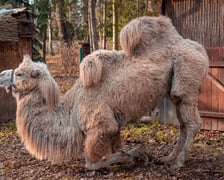 Żywa szopka przy kościele NMP Matki Pocieszenia przy ulicy Wittiga
