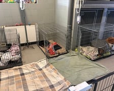 <p>Pieski przeszły poważne leczenie. Na szczęście już czują się lepiej.</p>