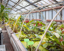Ogród botaniczny zimą jest piękny. Na zewnątrz śnieg, a w szklarniach przenosimy się do innej strefy klimatycznej